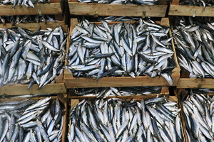 Taze Balıklar Çıktı Fiyatlar Yarıya İndi