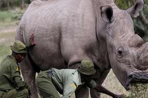 Nesli Tükenmekte Olan Beyaz Gergedan Doğum Yaptı