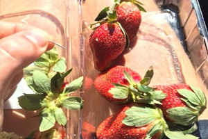 İğneli Çilek Alarmı İhbar Edene 440 Bin TL Ödül