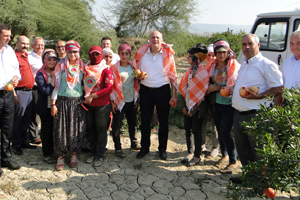 TZOB Başkanı Bayraktar İşçilerle Birlikte Nar Topladı