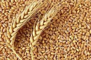 İthal Buğday İçin Alım İhalesi Açıldı