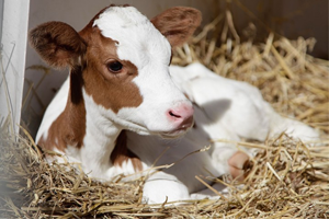 41 Bin Buzağıya 23 Milyon Lira Destek Verilecek