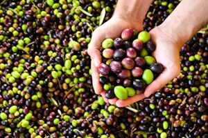 Marmarabirlikten Üreticilere Uyarı