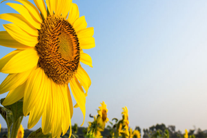 7 Ayda 611 Milyon Dolar Ham Yağ İthal Edildi