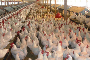 Beyaz Ete Yüzde 200 Zam