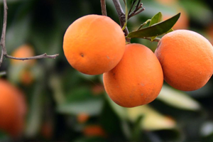 Mandalina ve Narenciye de Düşük Rekolte