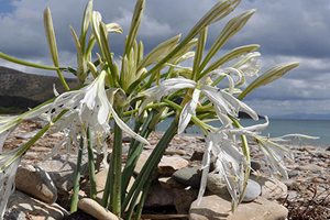 Bu Çiçeği Koparana 48 Bin Lira Ceza