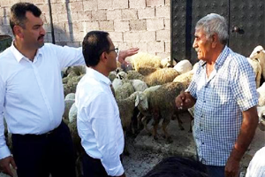 8 Çiftçiye 272 Kuzu Desteği