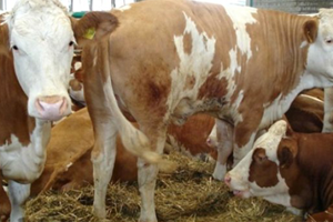 Hayvan Hastalıklarını Arttıran 3 Neden