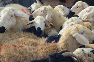 Çalındı Diye İhbar Ettiği Koyunlar Çalıntı Çıktı