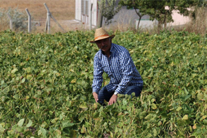 8 Kilo Tohum Ekti 2 Ton Ürün Elde Etti