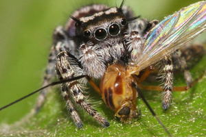 İlginç Müze Soygunu 7 Bin Böcek Çalındı