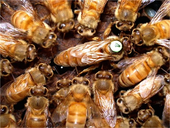Bal Arıları`nda Yapay Tohumlama ve Türkiye Arıcılığı İçin Önemi