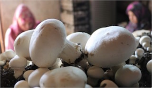 TÜRKİYE`NİN MANTARHANESİ: KORKUTELİ