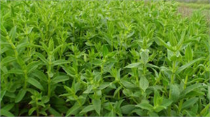 ÇİFTÇİ TIBBİ AROMATİK BİTKİLERİ KEŞFETTİ