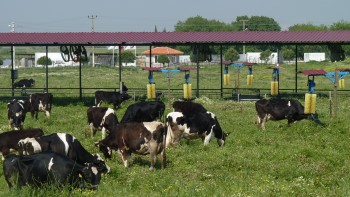 İşte Hayvancılıkta Verimi Artıran Teknolojiler