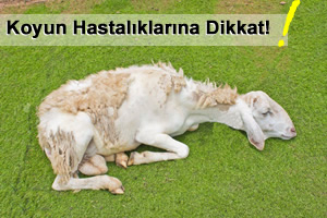 Küçükbaş Hayvanlarda Görülen 5 Ölümcül Hastalık