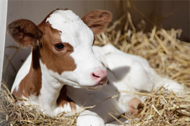 Buzağı Destekleme Ödemesine Önümüzdeki Hafta Başlayacağız