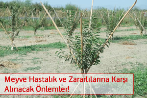 Bu Haberden Sonra Hastalık Zararlılardan Korkmayacaksınız