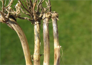 HUBUBATTA GÖÇERTEN