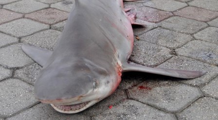 KÖPEKBALIĞINA İŞKENCE ETTİ 773 LİRA CEZA YEDİ