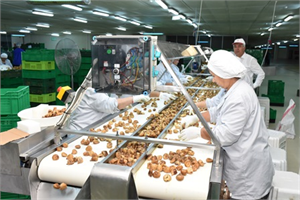 İNCİRDE FIRSATÇILARA GÜN DOĞMADI