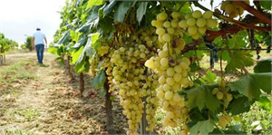 ÜZÜMÜN BULAMA HALİ BAŞLADI