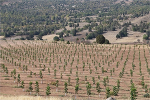 CEVİZ DİKTİ 50 KİŞİYE İŞ VERDİ