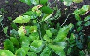 TURUNÇGİL HASTALIKLARI VE MÜCADELESİ