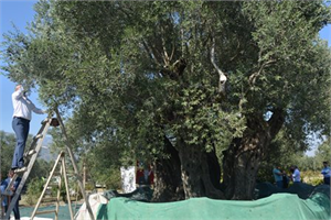HASAT DÜNYANIN EN YAŞLI ZEYTİN AĞACI NDAN BAŞLADI