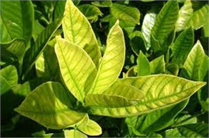 Turuçgil Hastalıkları ve Mücadelesi