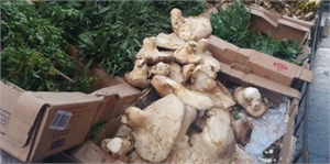 Kardeş Olalım Projesi Irak' a İhracat Kapısını Araladı