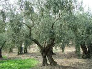 Zeytine Prim Kayıtdışılığı Bitirecek