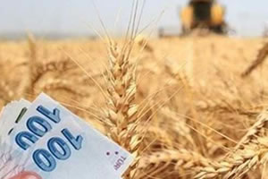 Hububat Prim Desteği Yüzde 100 Arttı