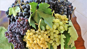 Elazığ da Öküzgözü Boğazkere Bereketi