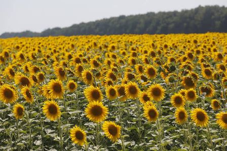 KÜRESEL GIDA FİYATLARINDA DURUM