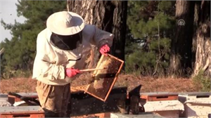 TÜRK BALINA ULUSLARARASI KİMLİK