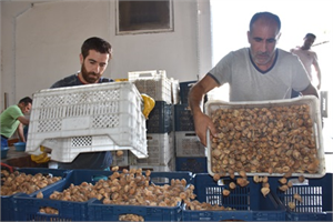 Tariş İncir Birliği TMO Adına Bin Ton İncir Aldı