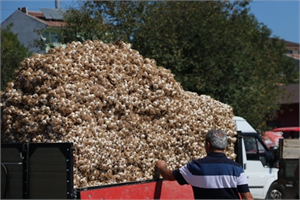 SARIMSAK İTHALİNE GEREK YOK