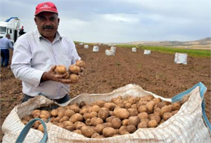 Tohum var Ürün Var Pazar Var Fiyat Yok