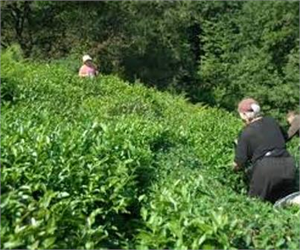 Yaş Çay Üreticilerine Kg de 13 Kuruş Destek