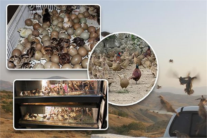 2019 DA YAKLAŞIK 100 BİN KANATLI YETİŞTİRİLEREK DOĞAYA SALINDI