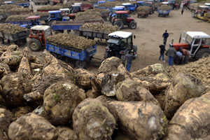 Şeker Kotaları Belli Oldu