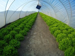 Modern Sera Uygulamaları