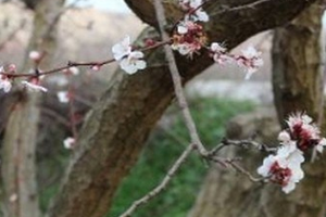 KRİTİK SÜREÇ 24 NİSAN DA BİTER