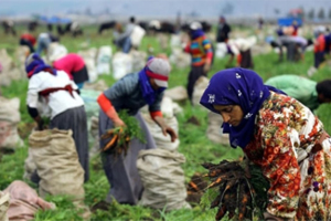 Mevsimlik Tarım İşçilerinin Günlük Ücretleri Arttı