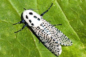 AĞAÇ SARIKURDU Zeuzera pyrina