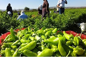 1 Milyar 432 Milyon Lira Destek Ödemesi