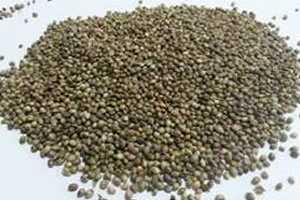 Sezonun İlk Tohumları Ekilldi