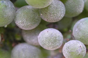 Ana Fungal Hastalıklarda Mücadele Yöntemi